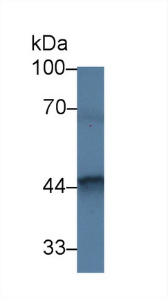 Polyclonal Antibody to FK506 Binding Protein Like Protein (FKBPL)