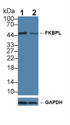 Polyclonal Antibody to FK506 Binding Protein Like Protein (FKBPL)