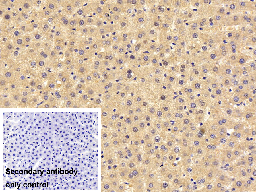Polyclonal Antibody to FK506 Binding Protein Like Protein (FKBPL)