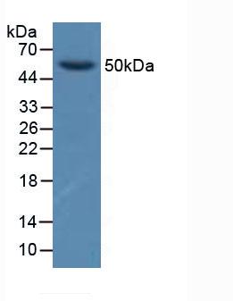 Polyclonal Antibody to Glial Cell Line Derived Neurotrophic Factor Receptor Alpha 1 (GFRa1)