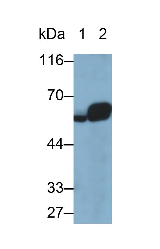 Polyclonal Antibody to Glial Cell Line Derived Neurotrophic Factor Receptor Alpha 1 (GFRa1)