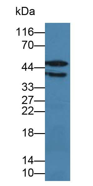 Polyclonal Antibody to High Temperature Requirement Factor A1 (HTRA1)