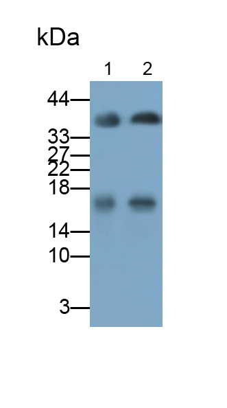 Polyclonal Antibody to Interleukin 1 Family, Member 9 (IL1F9)