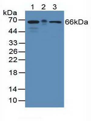 Polyclonal Antibody to KH Domain Containing, RNA Binding, Signal Transduction Associated Protein 1 (KHDRBS1)