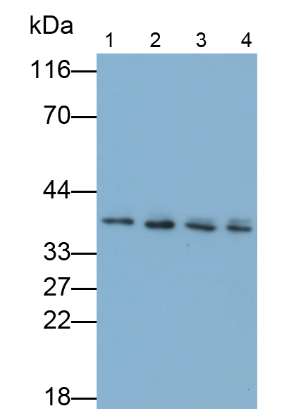 Polyclonal Antibody to Wingless Type MMTV Integration Site Family, Member 1 (WNT1)