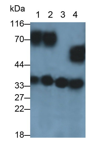 Polyclonal Antibody to Otubain 1 (OTUB1)