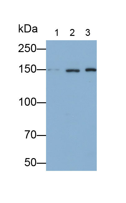 Polyclonal Antibody to Period Circadian Protein 1 (PER1)