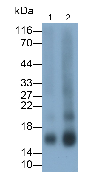 Polyclonal Antibody to Prolactin Induced Protein (PIP)