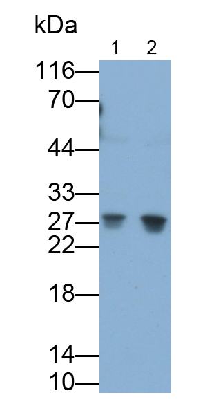 Polyclonal Antibody to RAB37, Member RAS Oncogene Family (RAB37)