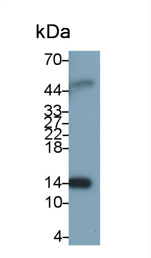 Polyclonal Antibody to Retinol Binding Protein 7, Cellular (RBP7)