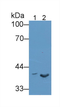 Polyclonal Antibody to Transmembrane Protein 173 (TMEM173)