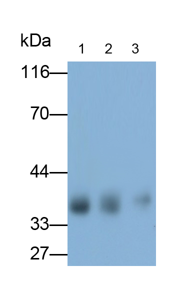 Polyclonal Antibody to Transmembrane Protein 173 (TMEM173)