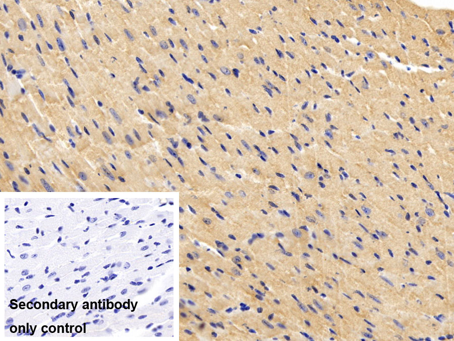 Polyclonal Antibody to Fibronectin Type III Domain Containing Protein 5 (FNDC5)