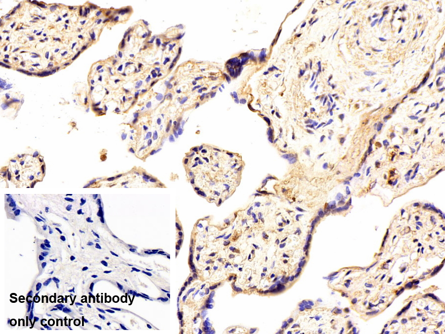 Polyclonal Antibody to Wingless Type MMTV Integration Site Family, Member 7A (WNT7A)