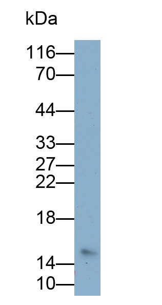 Polyclonal Antibody to H2A Histone Family, Member X (H2AFX)