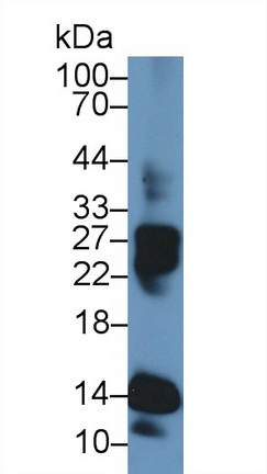 Polyclonal Antibody to Histone Cluster 1, H4a (HIST1H4A)