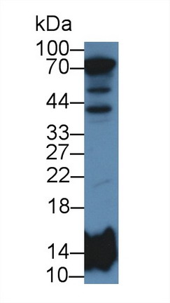Polyclonal Antibody to Histone Cluster 2, H2be (HIST2H2BE)