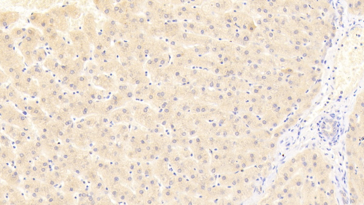 Polyclonal Antibody to Dickkopf Related Protein 4 (DKK4)