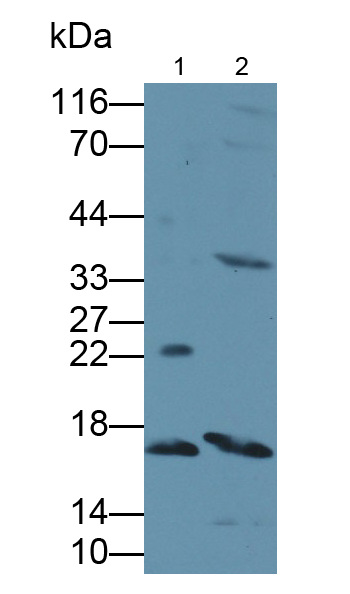 Polyclonal Antibody to Family With Sequence Similarity 19, Member A3 (FAM19A3)