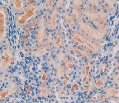 Polyclonal Antibody to Angiotensin 1-7 (Ang1-7)