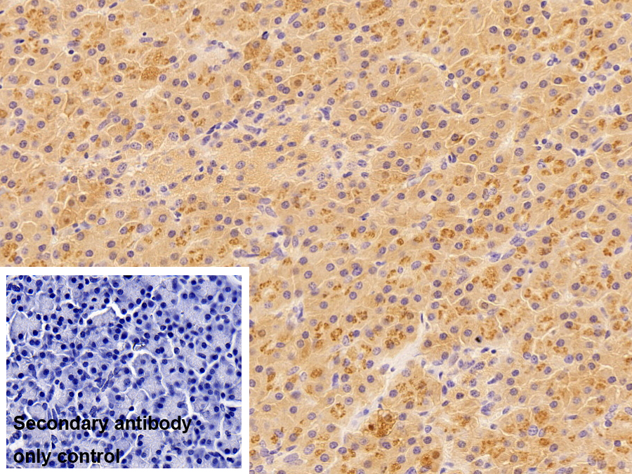 Polyclonal Antibody to Chymotrypsin (CTR)