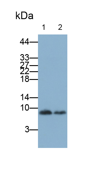 Polyclonal Antibody to Immunoglobulin Lambda Like Polypeptide 5 (IglL5)
