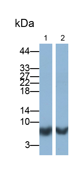 Polyclonal Antibody to Family With Sequence Similarity 27, Member A (FAM27A)