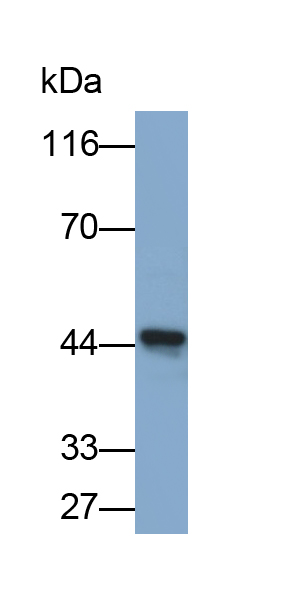 Polyclonal Antibody to Coxsackie And Adenovirus Receptor Like Membrane Protein (CLMP)