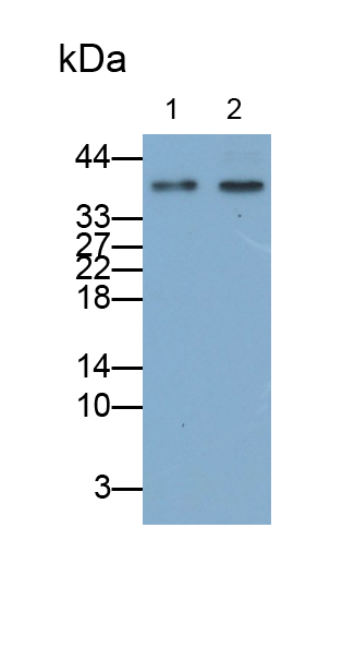 Polyclonal Antibody to Interleukin 23 (IL23)