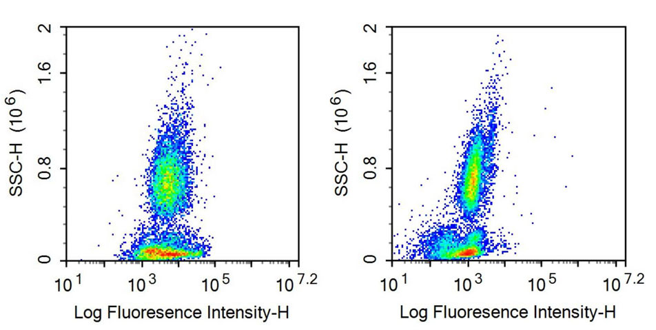 Recombinant Antibody to Cluster Of Differentiation 55 (CD55)