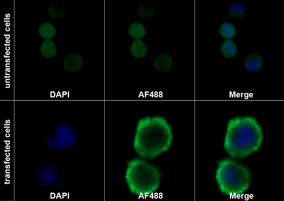 Recombinant Antibody to Programmed Cell Death Protein 1 (PD1)