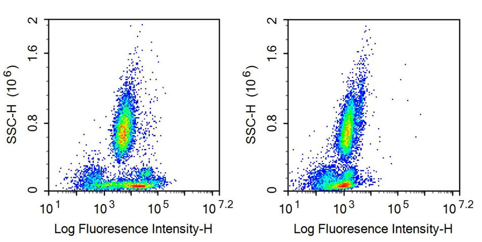 Recombinant Antibody to Cluster Of Differentiation 38 (CD38)