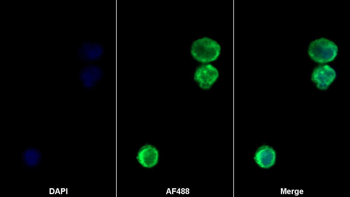 Recombinant Antibody to T-Cell Surface Glycoprotein CD3 Epsilon (CD3e)