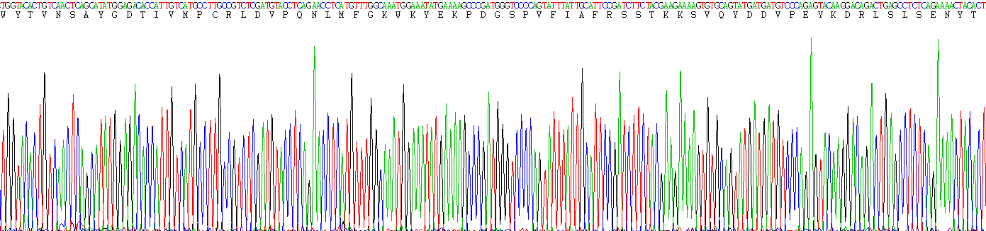 Recombinant Activated Leukocyte Cell Adhesion Molecule (ALCAM)