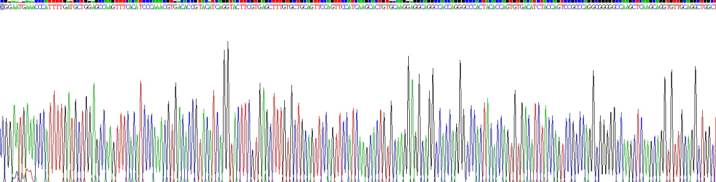 Recombinant Angiotensin I Converting Enzyme (ACE)