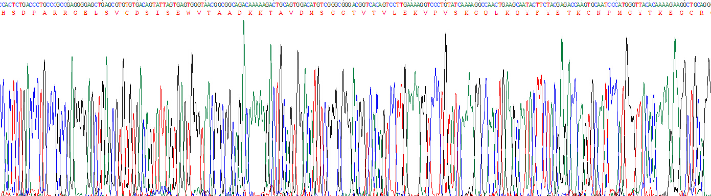 Recombinant Brain Derived Neurotrophic Factor (BDNF)