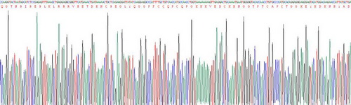 Recombinant Factor Related Apoptosis (FAS)