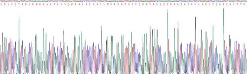 Recombinant Interferon Alpha (IFNa)