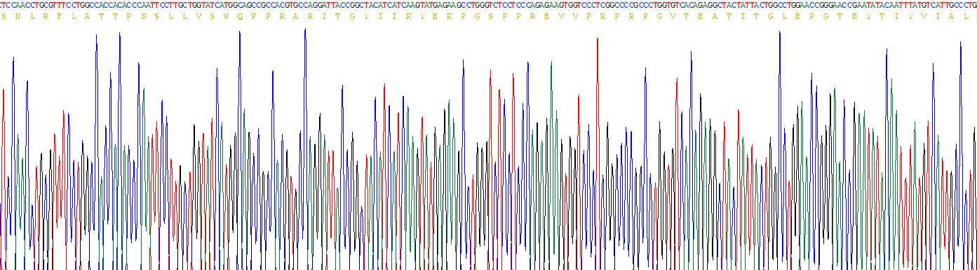 Recombinant Fibronectin (FN)