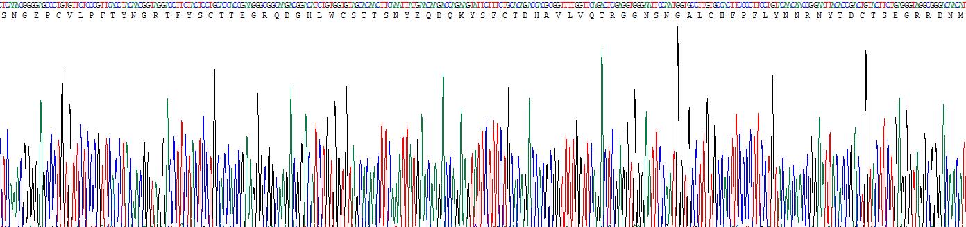 Recombinant Fibronectin (FN)