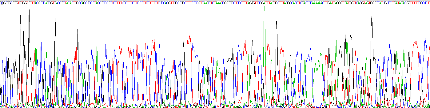 Recombinant Glial Cell Line Derived Neurotrophic Factor (GDNF)