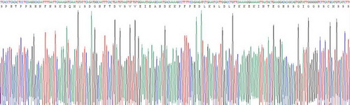 Recombinant Glycoprotein 130 (gp130)