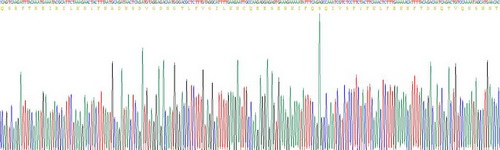 Recombinant Interferon Gamma (IFNg)