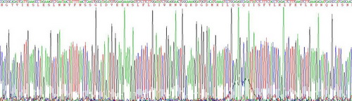 Recombinant Interferon Gamma (IFNg)