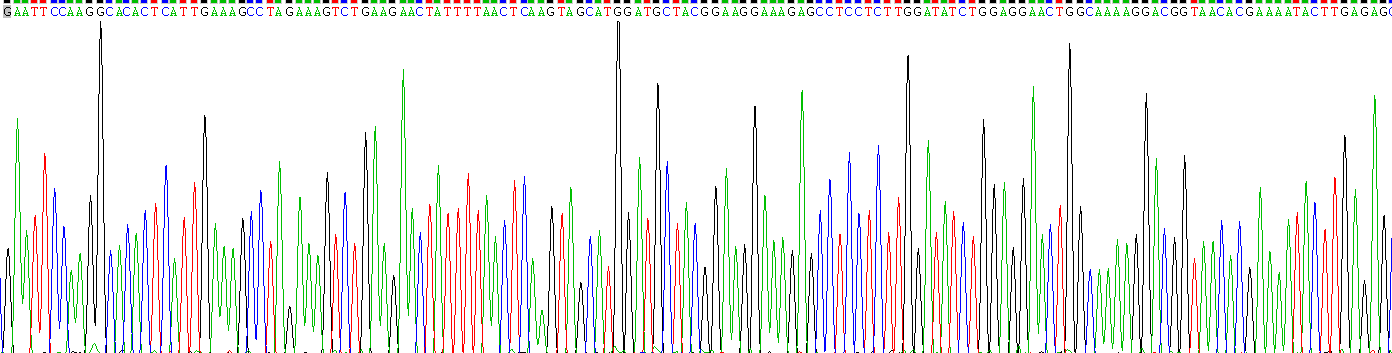 Recombinant Interferon Gamma (IFNg)