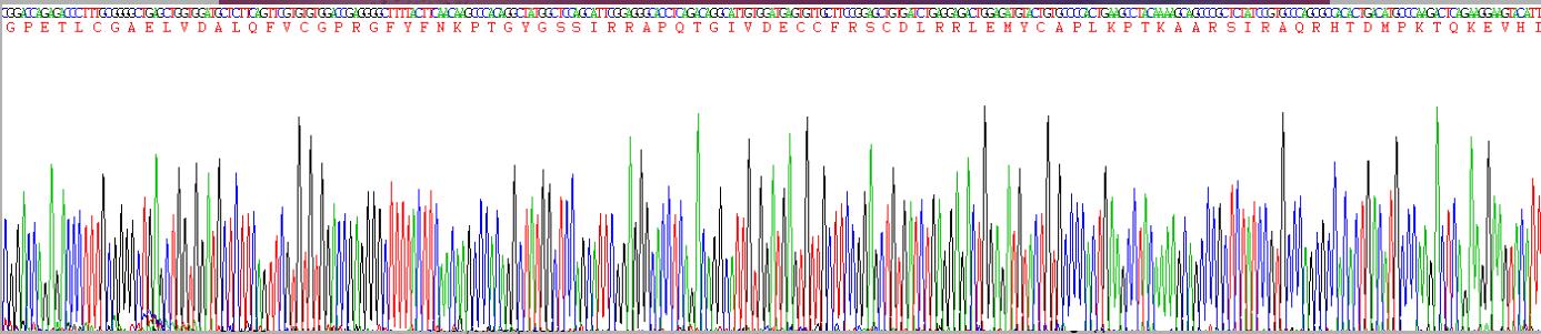 Recombinant Insulin Like Growth Factor 1 (IGF1)