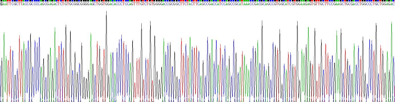 Recombinant Insulin Like Growth Factor 2 (IGF2)