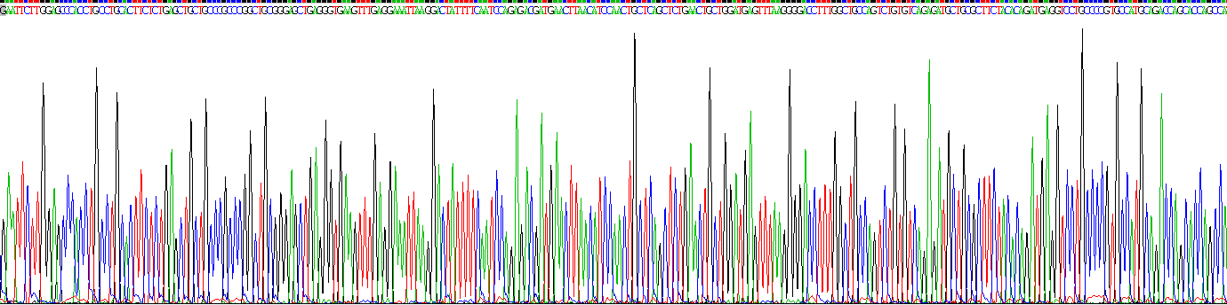 Recombinant Interleukin 10 (IL10)