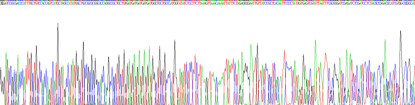 Recombinant Interleukin 11 (IL11)