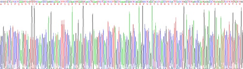 Recombinant Interleukin 17 (IL17)